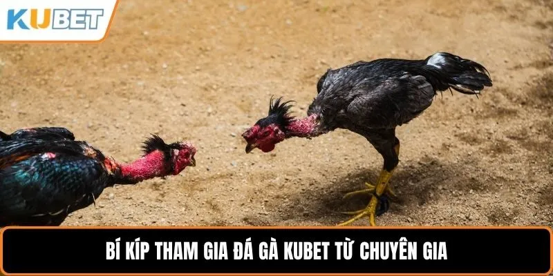 Bí kíp tham gia đá gà KUBET từ chuyên gia