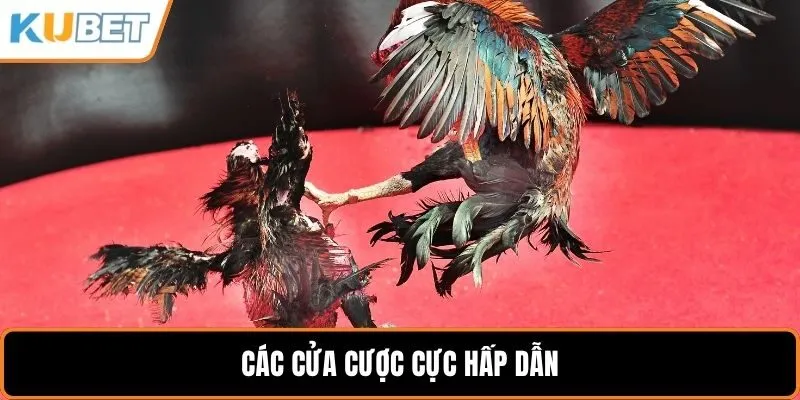 Các cửa cược cực hấp dẫn