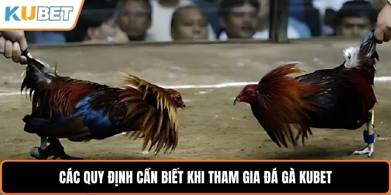Các quy định cần biết khi tham gia đá gà KUBET