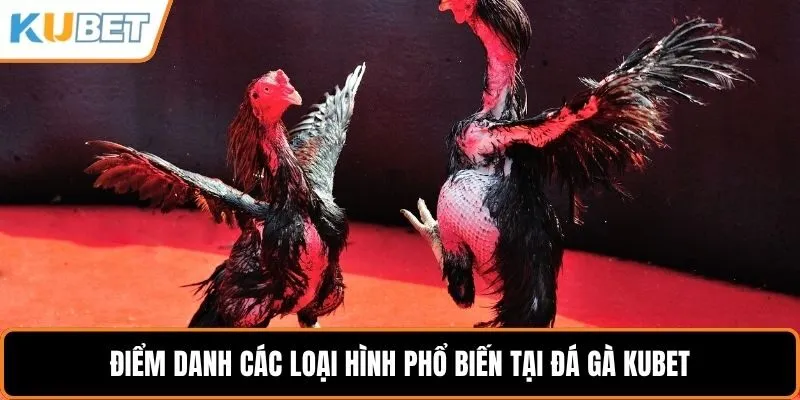 Điểm danh các loại hình phổ biến tại đá gà KUBET