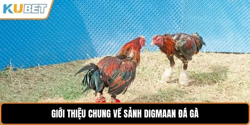 Giới thiệu chung về sảnh Digmaan đá gà