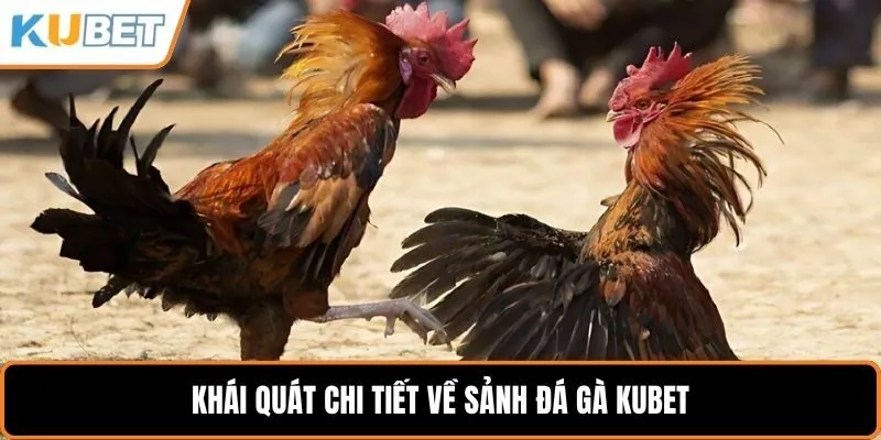 Khái quát chi tiết về sảnh đá gà KUBET