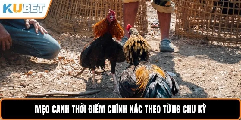 Mẹo canh thời điểm chính xác theo từng chu kỳ