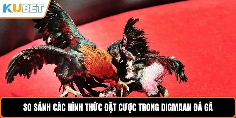 So sánh các hình thức đặt cược trong Digmaan đá gà