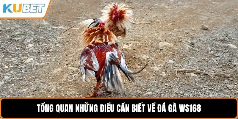 Tổng quan những điều cần biết về đá gà WS168