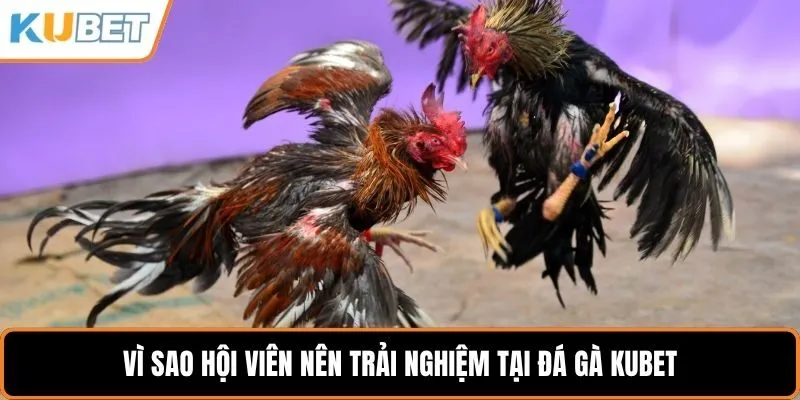 Vi sao hội viên nên trải nghiệm tại đá gà KUBET?